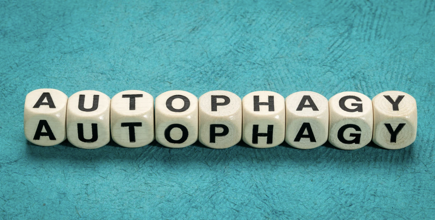 2.　オートファジーの活性化でダイエットがうまくいくのはなぜ？
